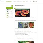 Mẫu website bán thực phẩm sạch giống Clevefood - BH33 13 Mẫu website bán thực phẩm sạch giống Clevefood - BH33 - Chi tiết tin tức